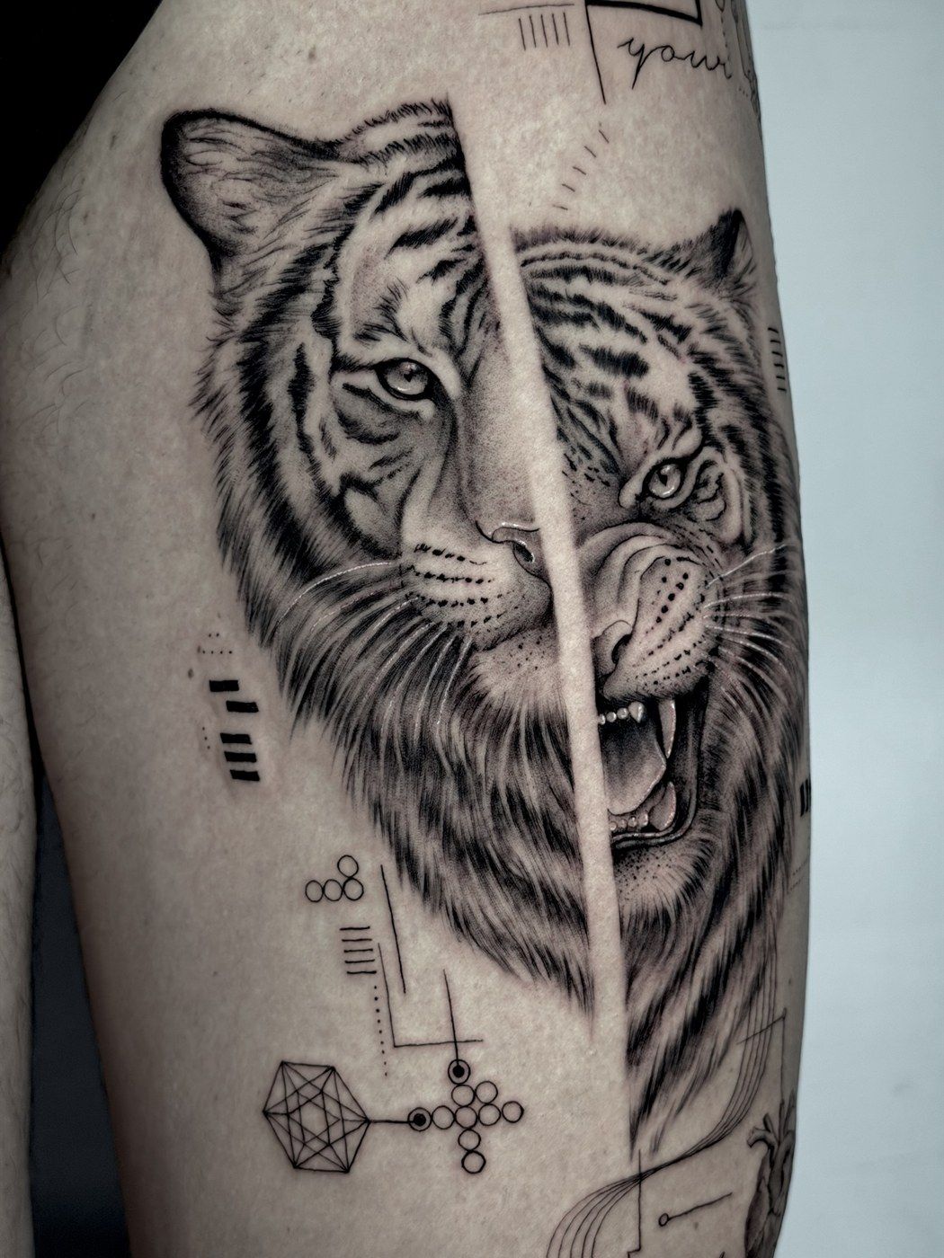 Tigre em realismo, metade sereno e metade rugindo